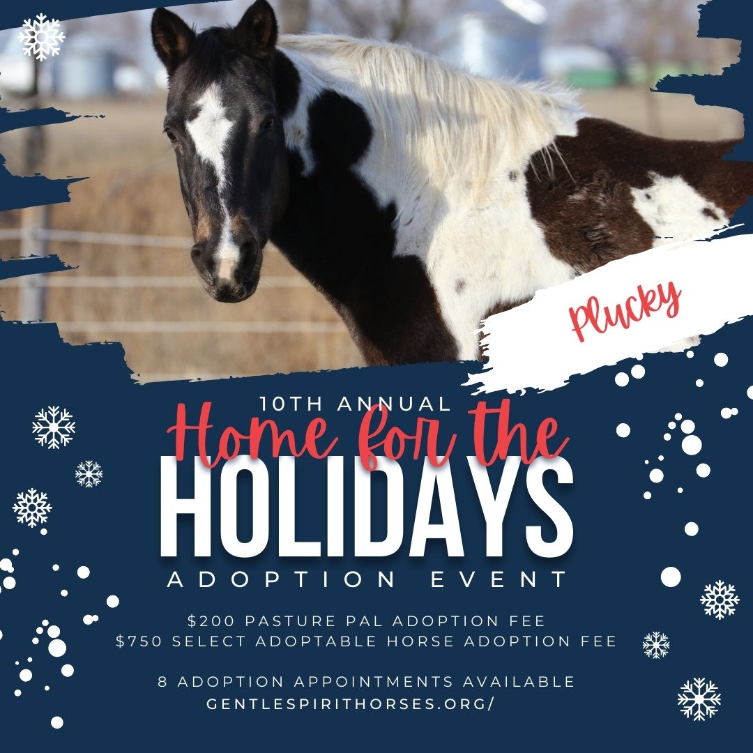 2023 HomefortheHolidays - Plucky